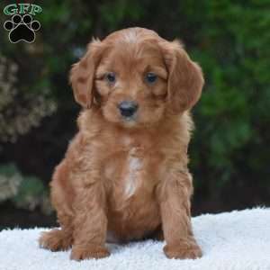 Major, Cavapoo Puppy